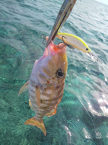 シロブチハタの釣果