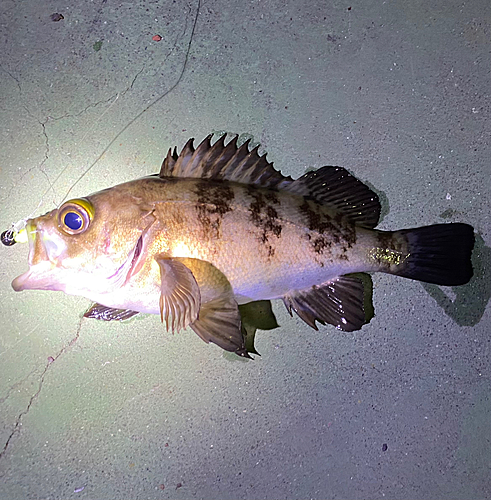 シロメバルの釣果