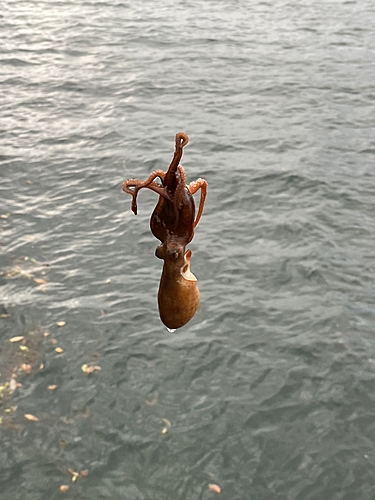 タコの釣果