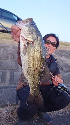 ブラックバスの釣果