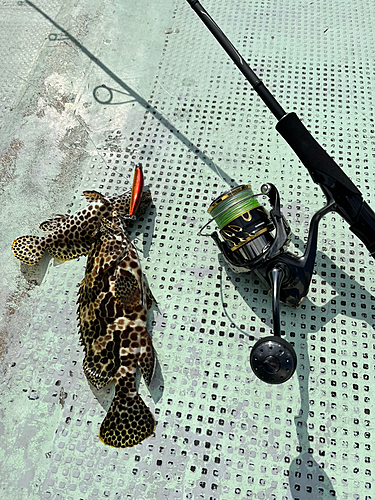 イシミーバイの釣果