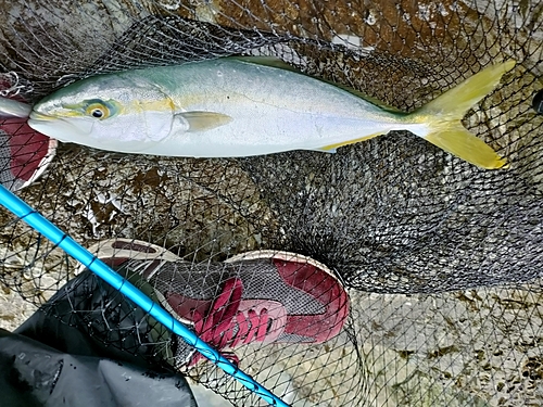 ハマチの釣果