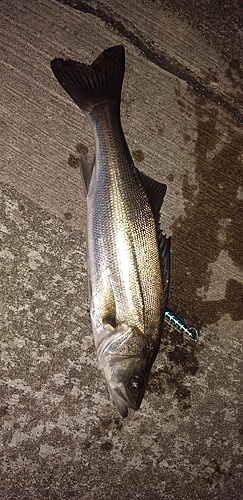 シーバスの釣果