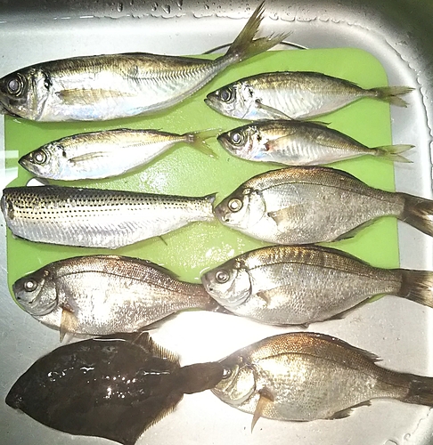 アジの釣果