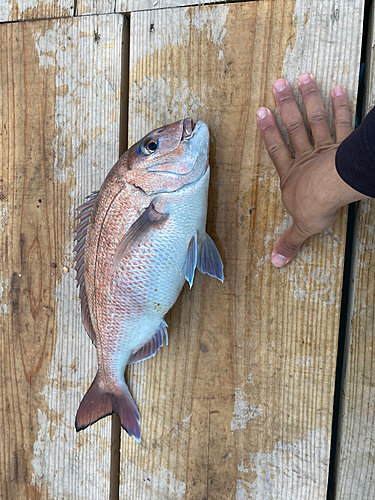 マダイの釣果