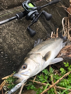 マルスズキの釣果