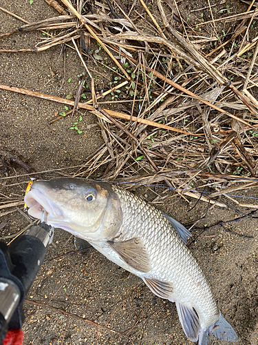 ニゴイの釣果