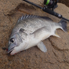 キビレの釣果