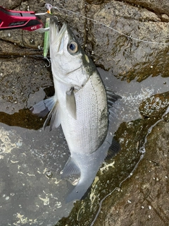 ヒラスズキの釣果