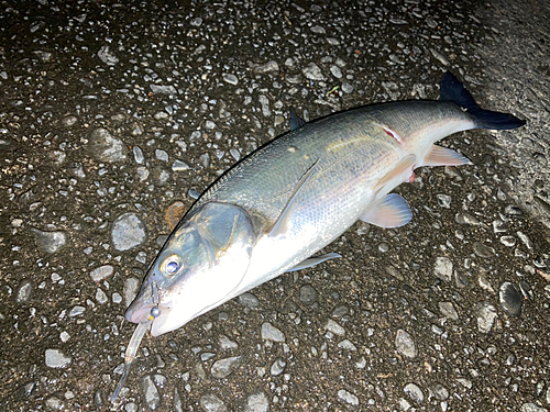 ウグイの釣果