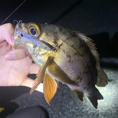 メバルの釣果