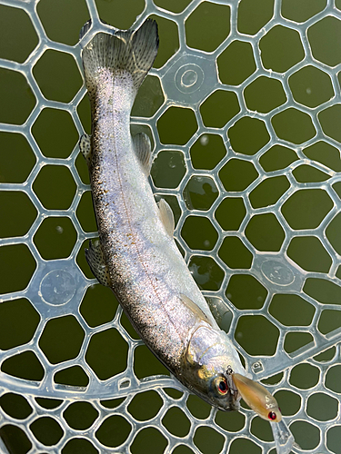 ニジマスの釣果