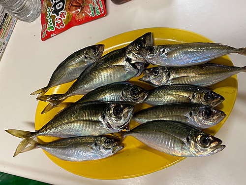 マアジの釣果