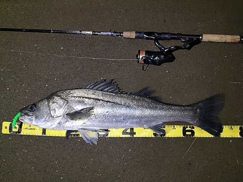 シーバスの釣果