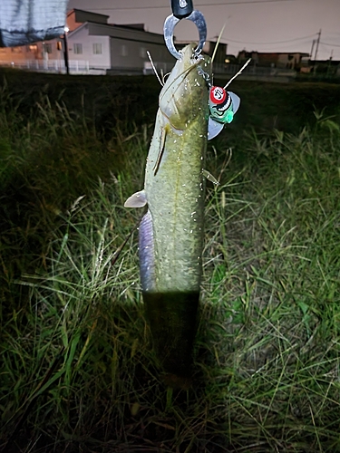 ナマズの釣果