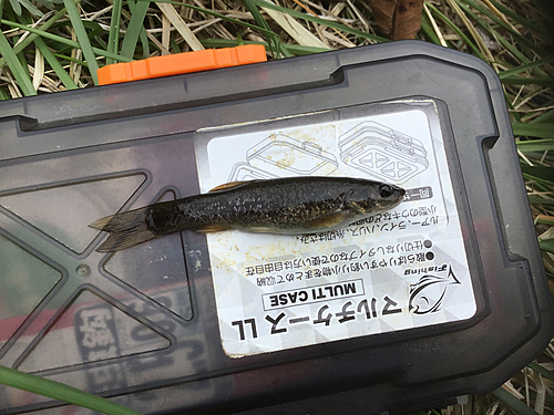 タカハヤの釣果