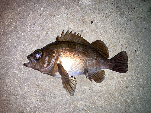 メバルの釣果