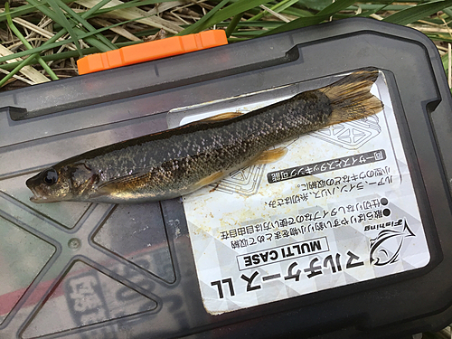 タカハヤの釣果