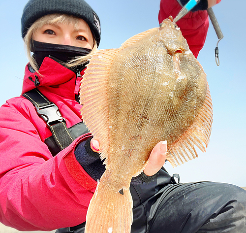 カレイの釣果