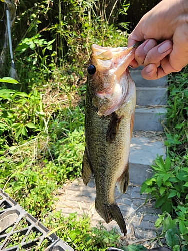 ラージマウスバスの釣果