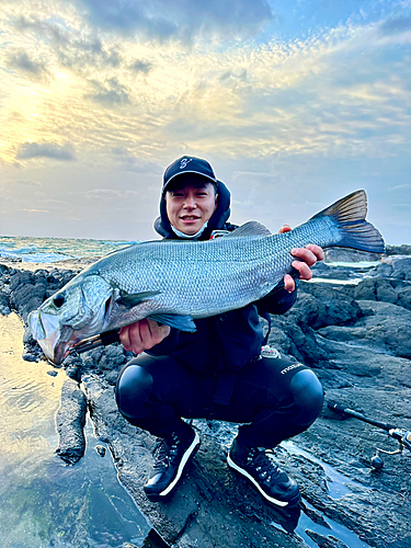 ヒラスズキの釣果