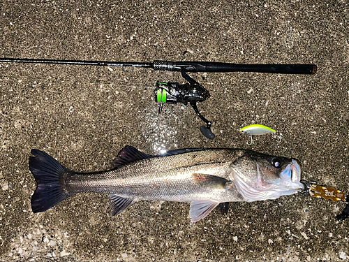 シーバスの釣果