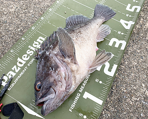 クロソイの釣果