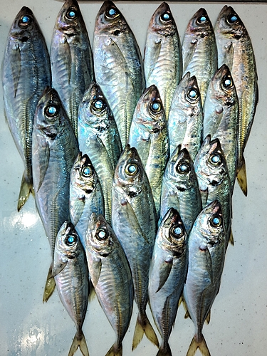 アジの釣果