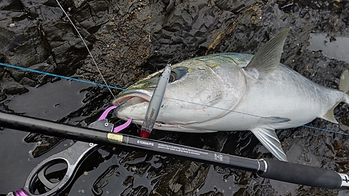 ブリの釣果