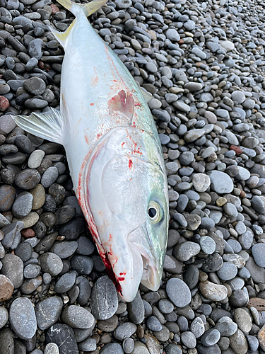 ブリの釣果