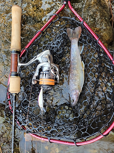 イワナの釣果