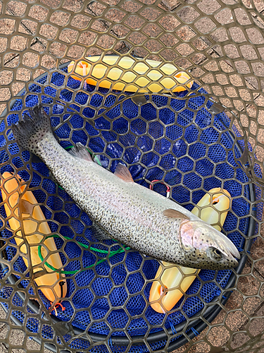 ニジマスの釣果