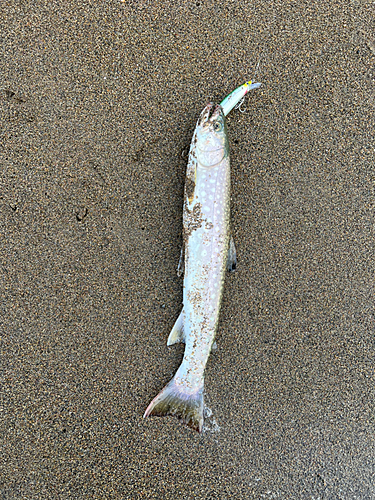 アメマスの釣果