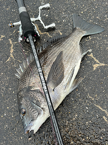 チヌの釣果