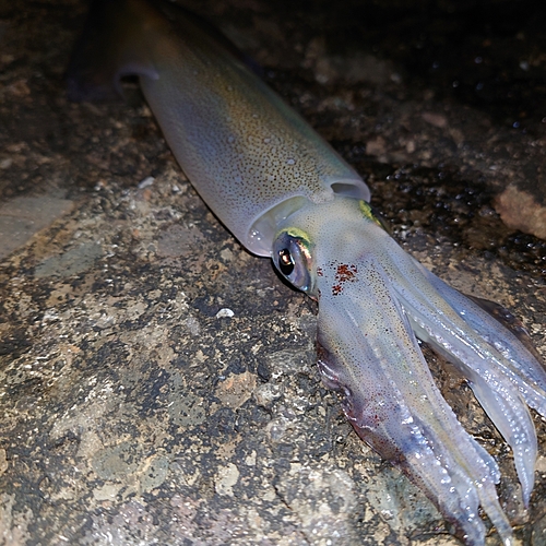 ヤリイカの釣果