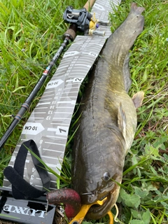 ナマズの釣果