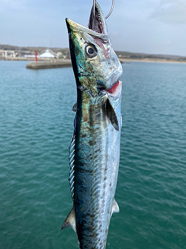 サゴシの釣果