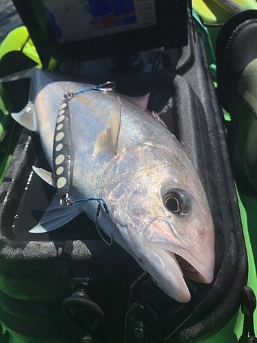 ショゴの釣果