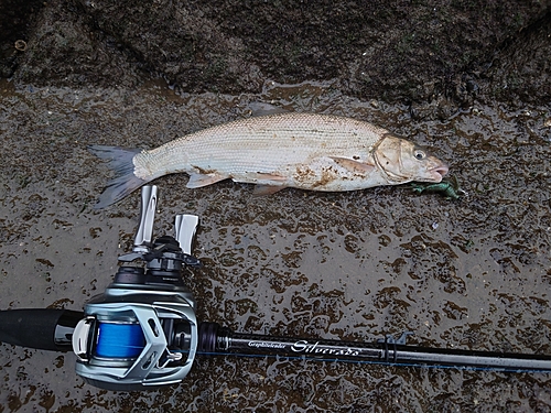 ウグイの釣果