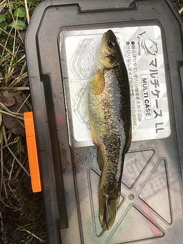 タカハヤの釣果