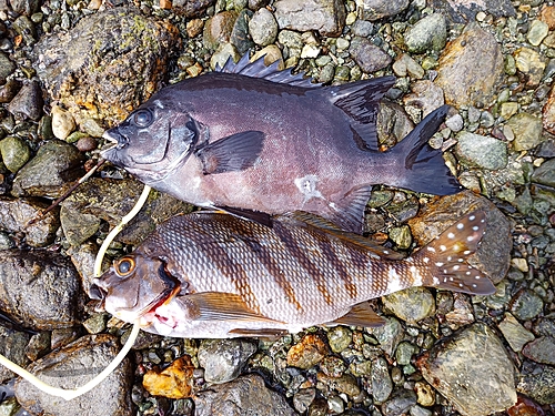 イシダイの釣果