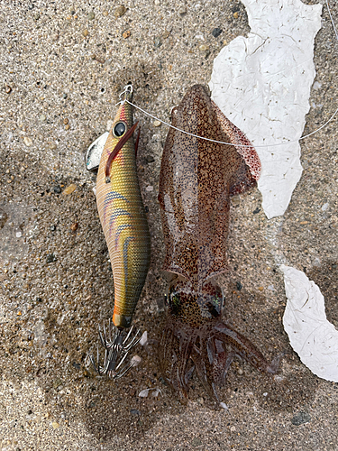 ヒイカの釣果