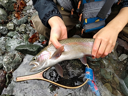 ニジマスの釣果