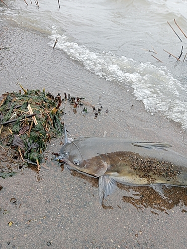 アメリカナマズの釣果