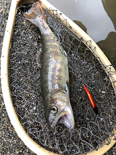 イワナの釣果