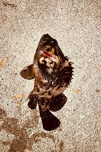 オウゴンムラソイの釣果