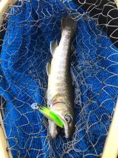 イワナの釣果