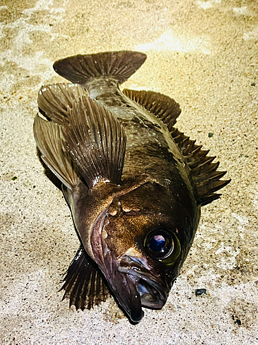 アカメバルの釣果