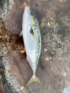 メジロの釣果