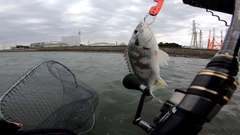 チヌの釣果
